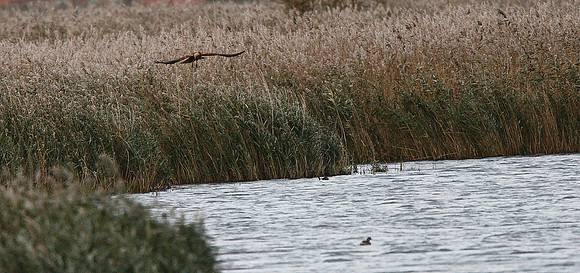 Marsh Harrier