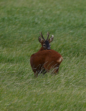 Roe Deer