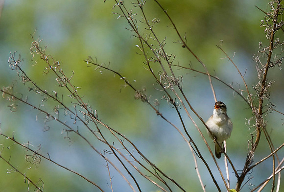 Sedge Warbler