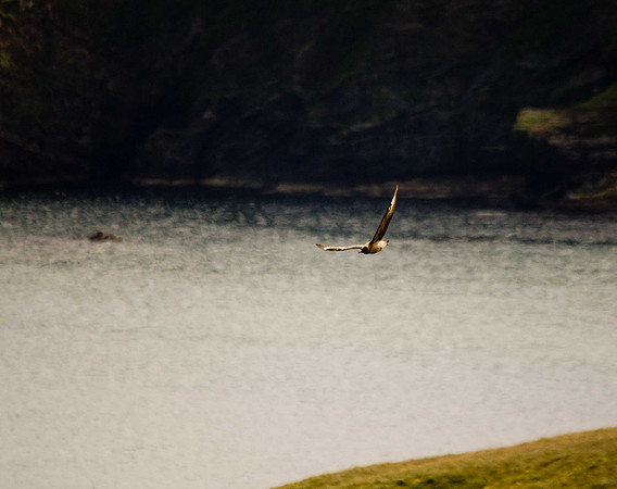 Great Skua