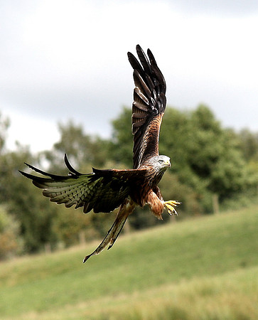Red Kite