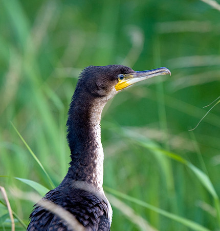 Cormorant