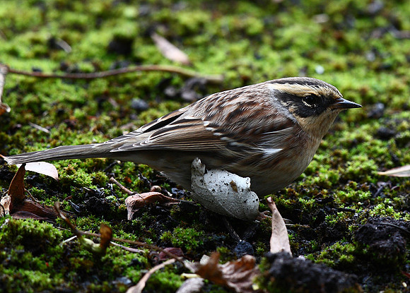 Siberian Accentor