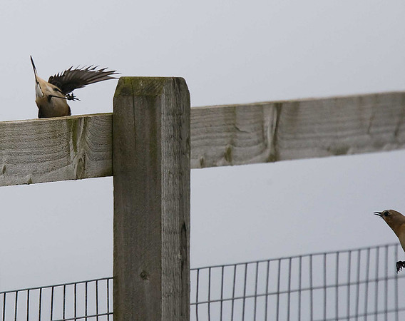 Wheatear