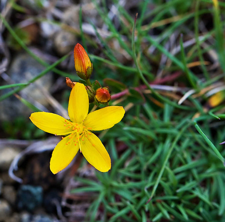 Slender St. John's Wort [hypericum pulchrum] Unst