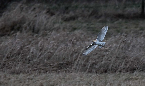 Barn Owl