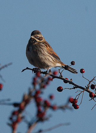 Reed Bunting