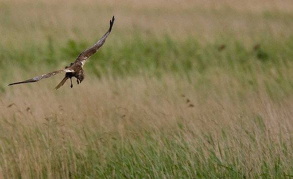 Marsh Harrier