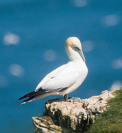 Gannet