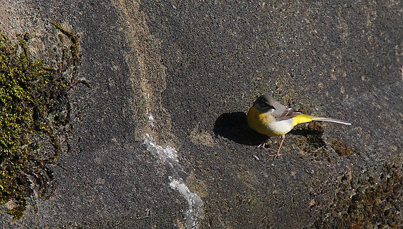 Grey Wagtail
