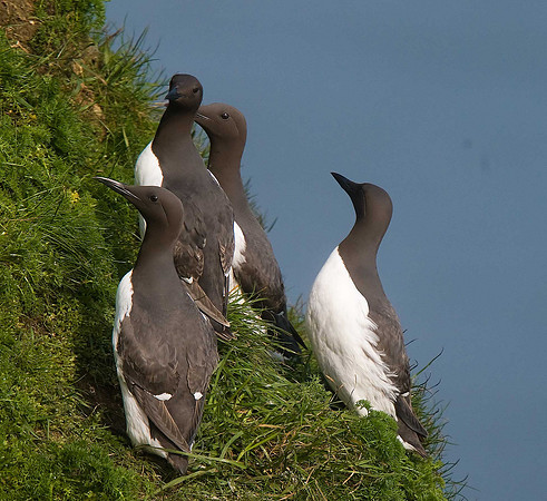 Guillemot