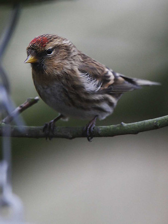 Lesser Redpoll