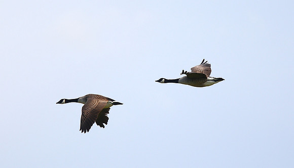 Canada Geese