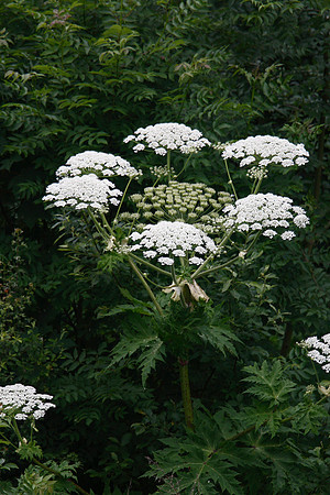 Giant Hogweed