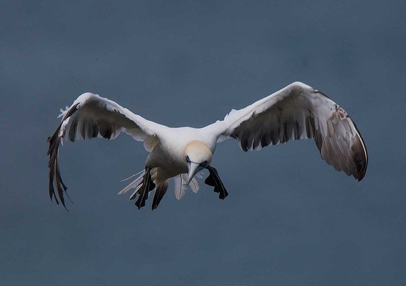 Gannet