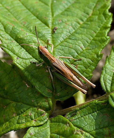 Grasshopper sp.