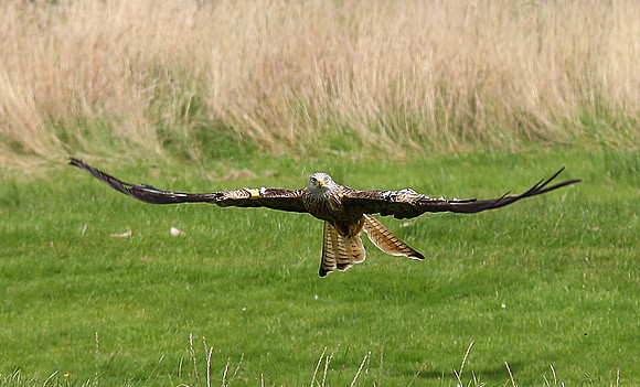 Red Kite