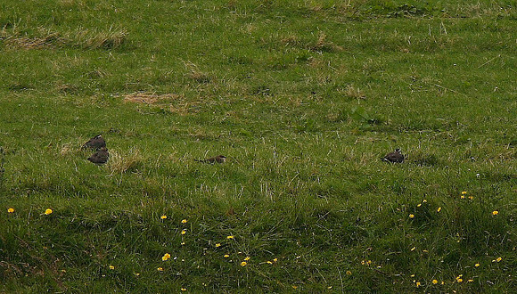 Black-winged Pratincole