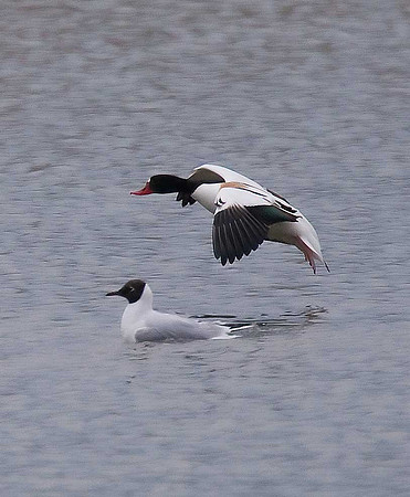 Shelduck