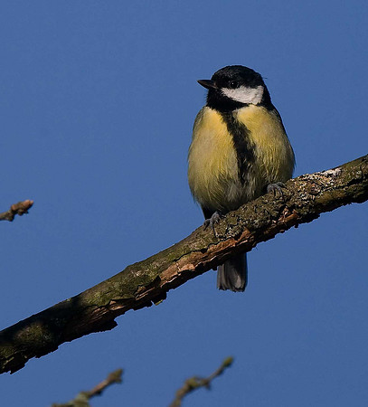Great Tit