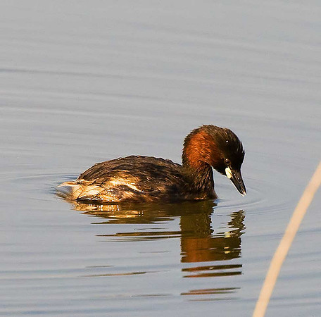 Little Grebe