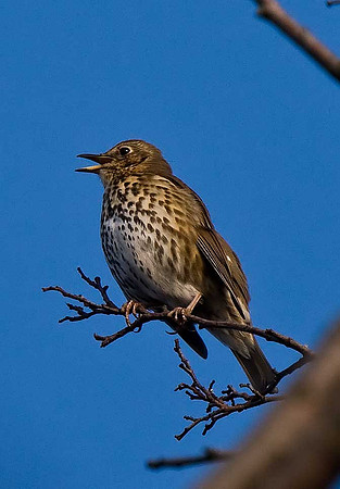 Song Thrush