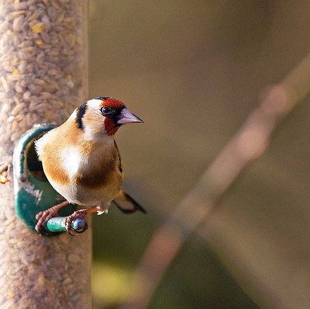 Goldfinch