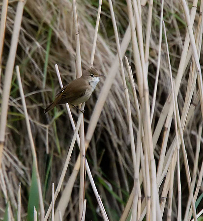 Reed Warbler