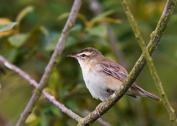 Sedge Warbler