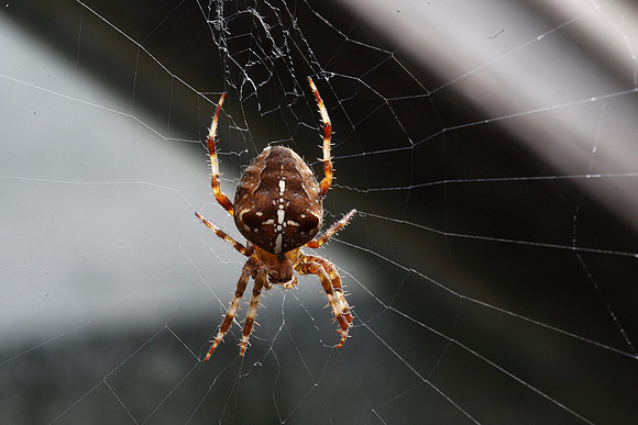 Garden Spider