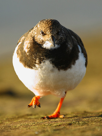 Turnstone