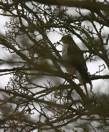 Sparrowhawk
