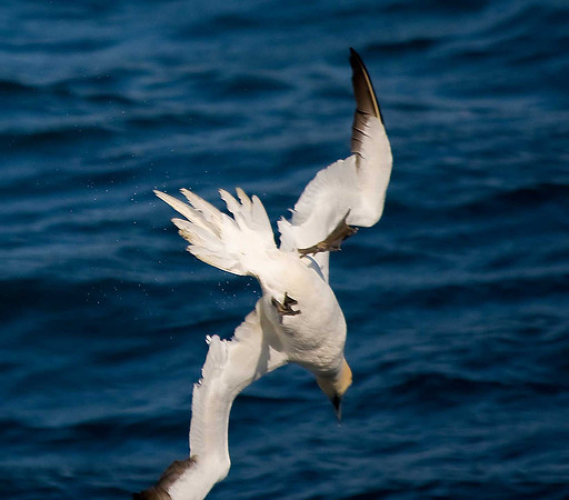 Gannet