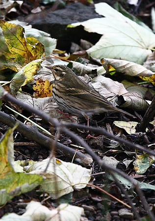 Olive-backed Pipit