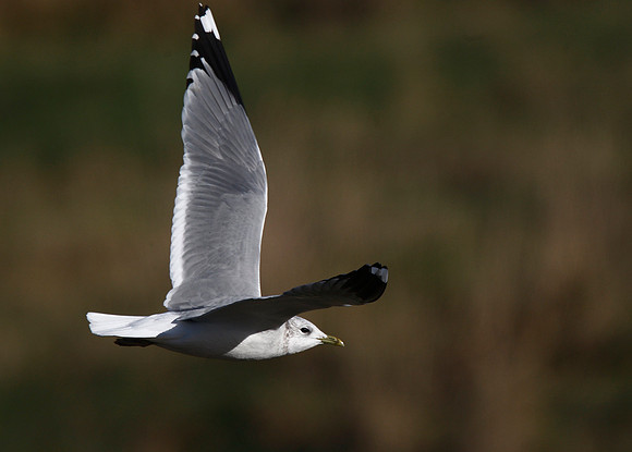 Common Gull
