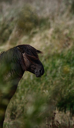 Konik Pony