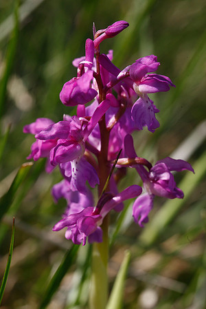 Early Purple Orchid