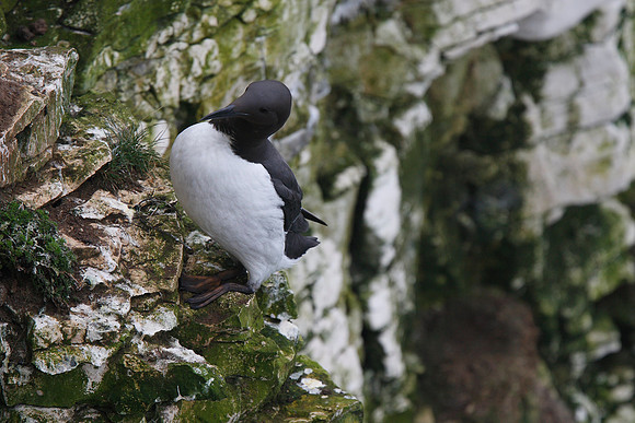 Guillemot