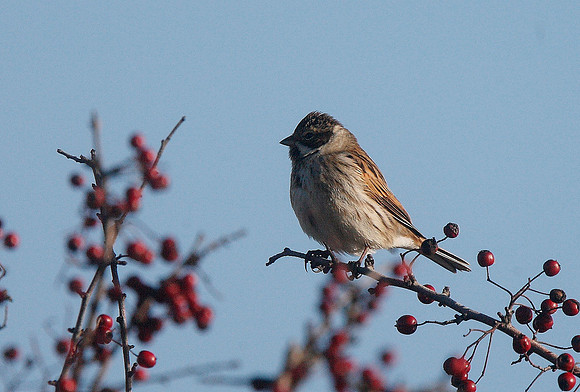 Reed Bunting