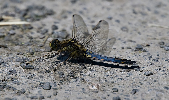 Black-tailed Skimmer