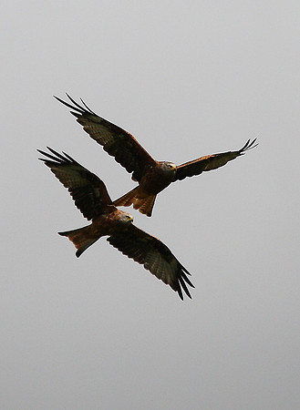 Red Kite