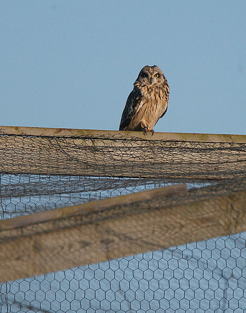 Short-eared Owl