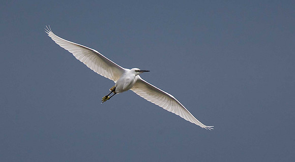 Little Egret