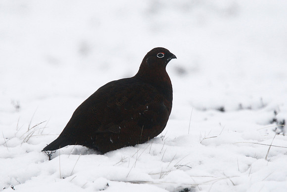 Red Grouse