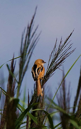 Bearded Tit