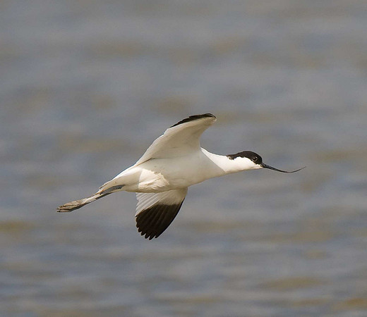 Avocet