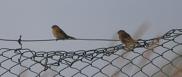 Twite
