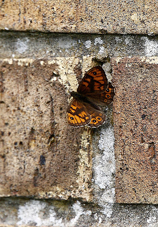 Wall