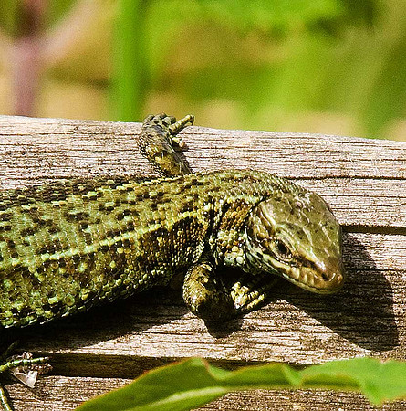Common Lizard
