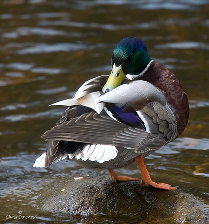 Mallard